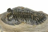 Detailed Hollardops Trilobite - Foum Zguid, Morocco #363117-1